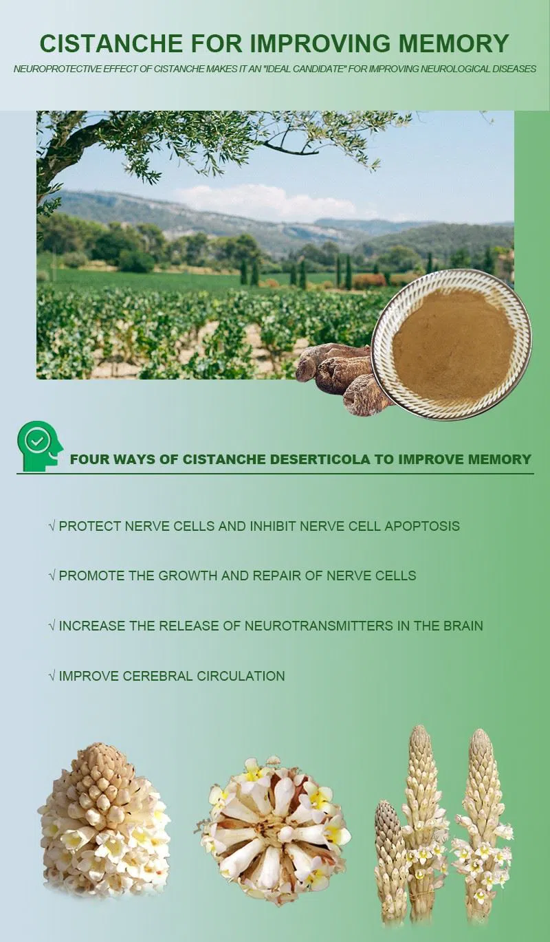 Improve memory chinese herbs