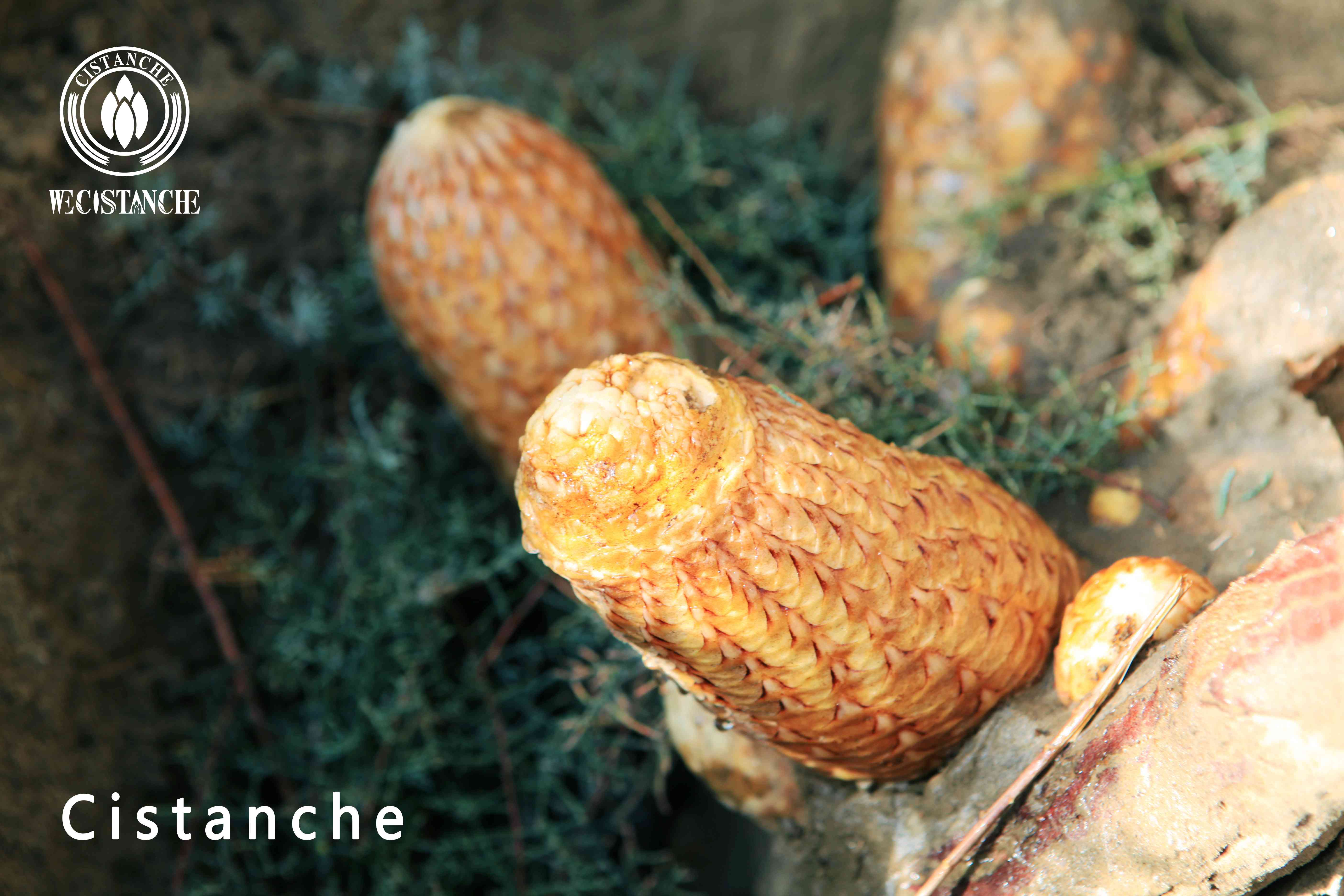 The first choice for men to invigorate the kidney: Cistanche The first choice for men to invigorate the kidney: Cistanche