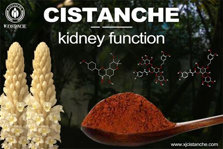 cistanche-kidney function cistanche-kidney function