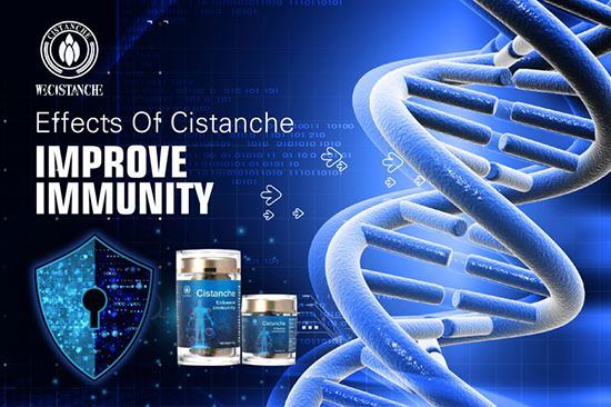 Cistanche deserticola is good for bone formation Cistanche deserticola is good for bone formation