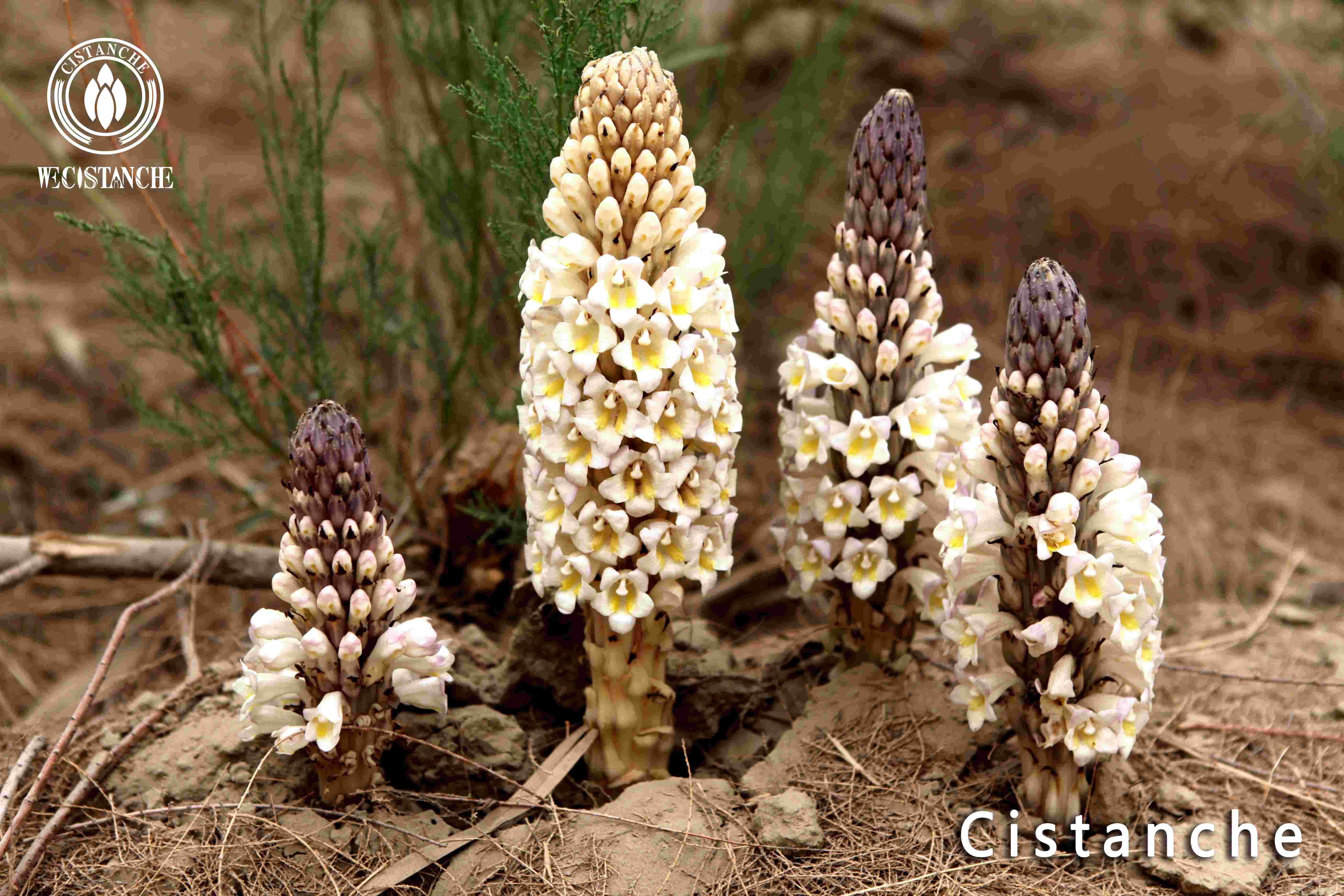 What are the precautions for eating Cistanche What are the precautions for eating Cistanche