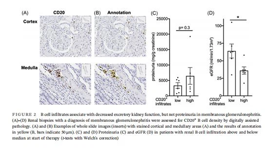 figure 2 Cistanche can improve kidney function figure 2 Cistanche can improve kidney function