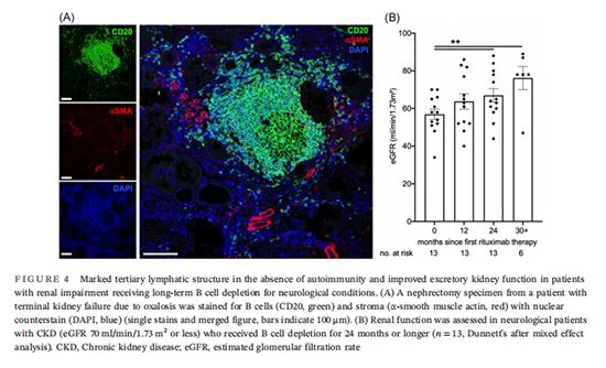 figure 4-Cistanche can improve kidney function figure 4-Cistanche can improve kidney function