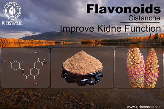 Flavonoid of Cistanche can improve kidney function Flavonoid of Cistanche can improve kidney function