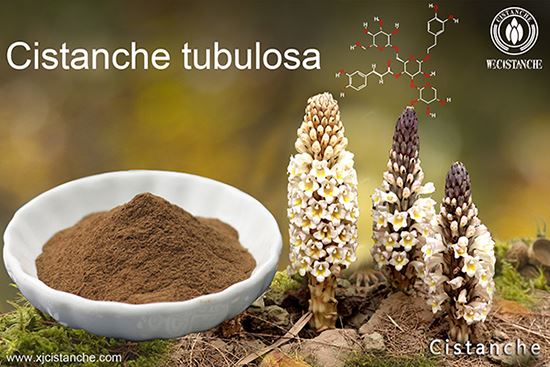 cistanche tubolosa benefits