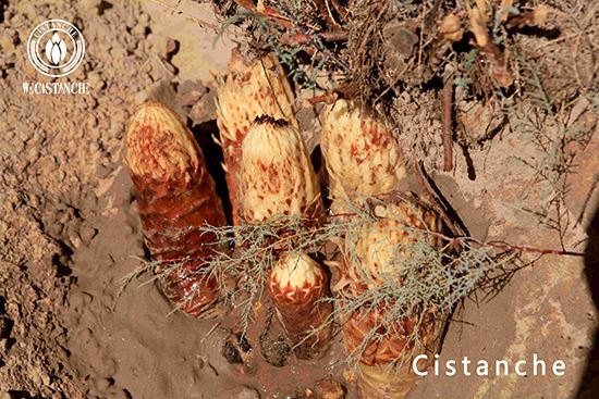 Cistanche tubulosa anti-osteoporosis