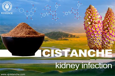 Cistanche-kidney infection-3（15）