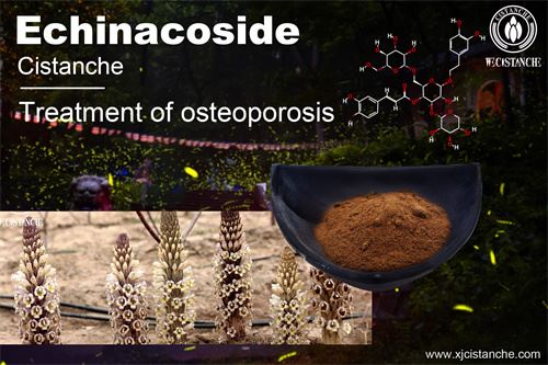 Cistanche can prevent osteoporosis and promote bone cell growth
