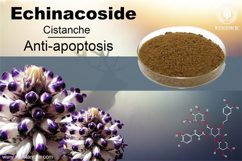 Echinacoside- Anti-apoptosis 1 Echinacoside- Anti-apoptosis 1