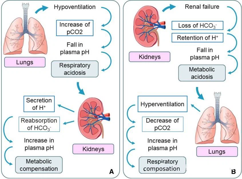 kidney enhance for lung disease