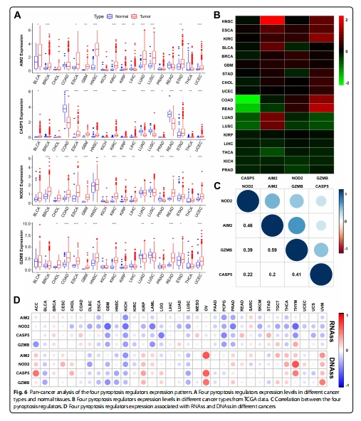 Pan-cancer analysis of the four pyroptosis regulators expression pattern. A Four pyroptosis regulators expression levels in diferent cancer types and normal tissues. B Four pyroptosis regulators expression levels in diferent cancer types from TCGA data. C Correlation between the four pyroptosis regulators. D Four pyroptosis regulators expression associated with RNAss and DNAss in diferent cancers Pan-cancer analysis of the four pyroptosis regulators expression pattern. A Four pyroptosis regulators expression levels in diferent cancer types and normal tissues. B Four pyroptosis regulators expression levels in diferent cancer types from TCGA data. C Correlation between the four pyroptosis regulators. D Four pyroptosis regulators expression associated with RNAss and DNAss in diferent cancers