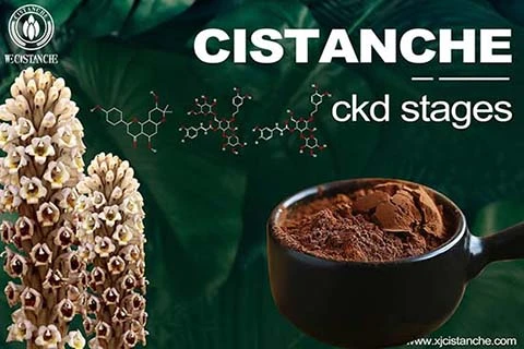 best herb for reducing creatinine best herb for reducing creatinine