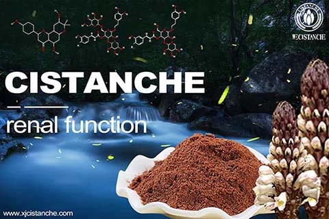 best herb for reducing creatinine best herb for reducing creatinine