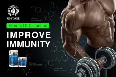 effects of cistanche improve immunity 
