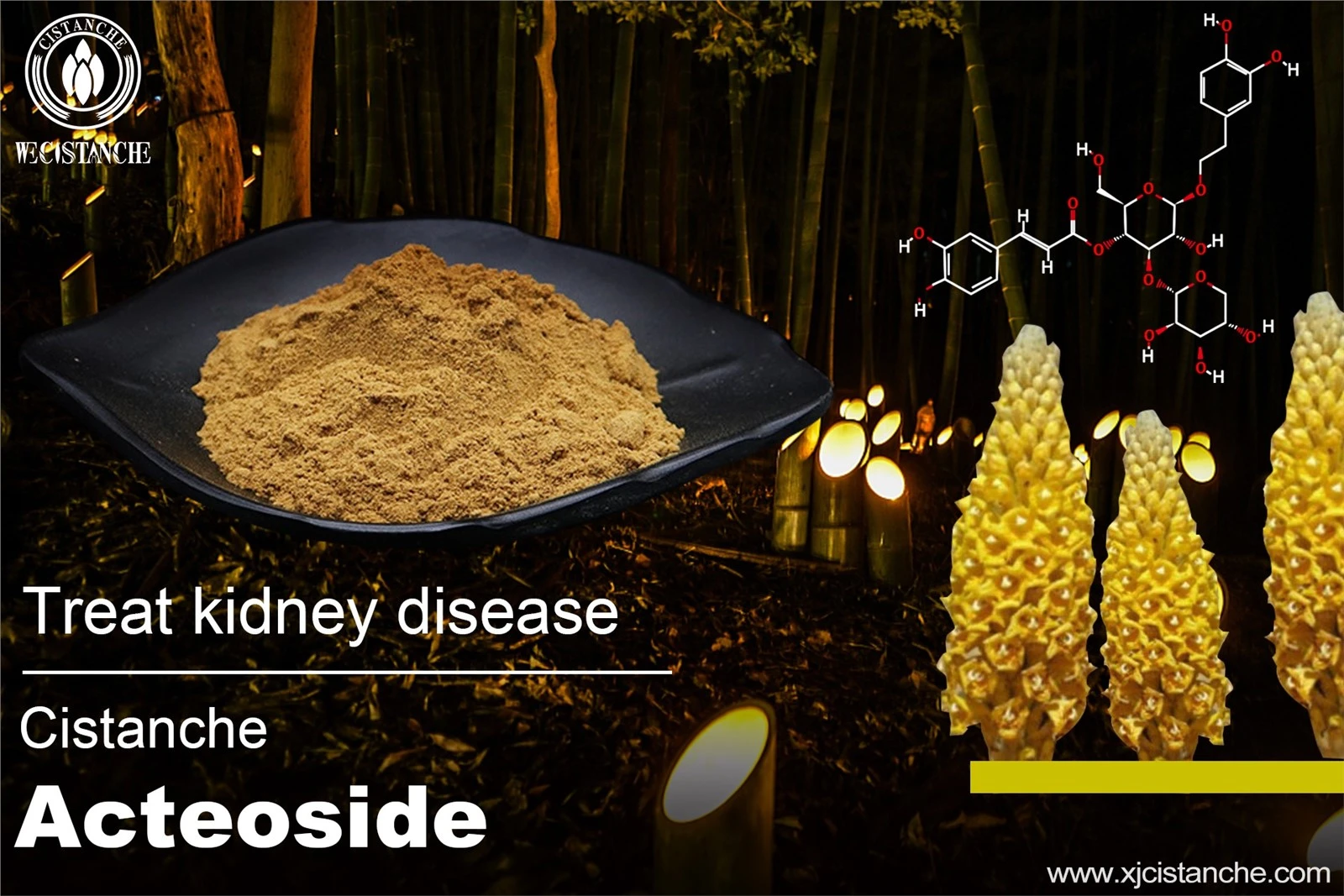 the best herb for kidney the best herb for kidney