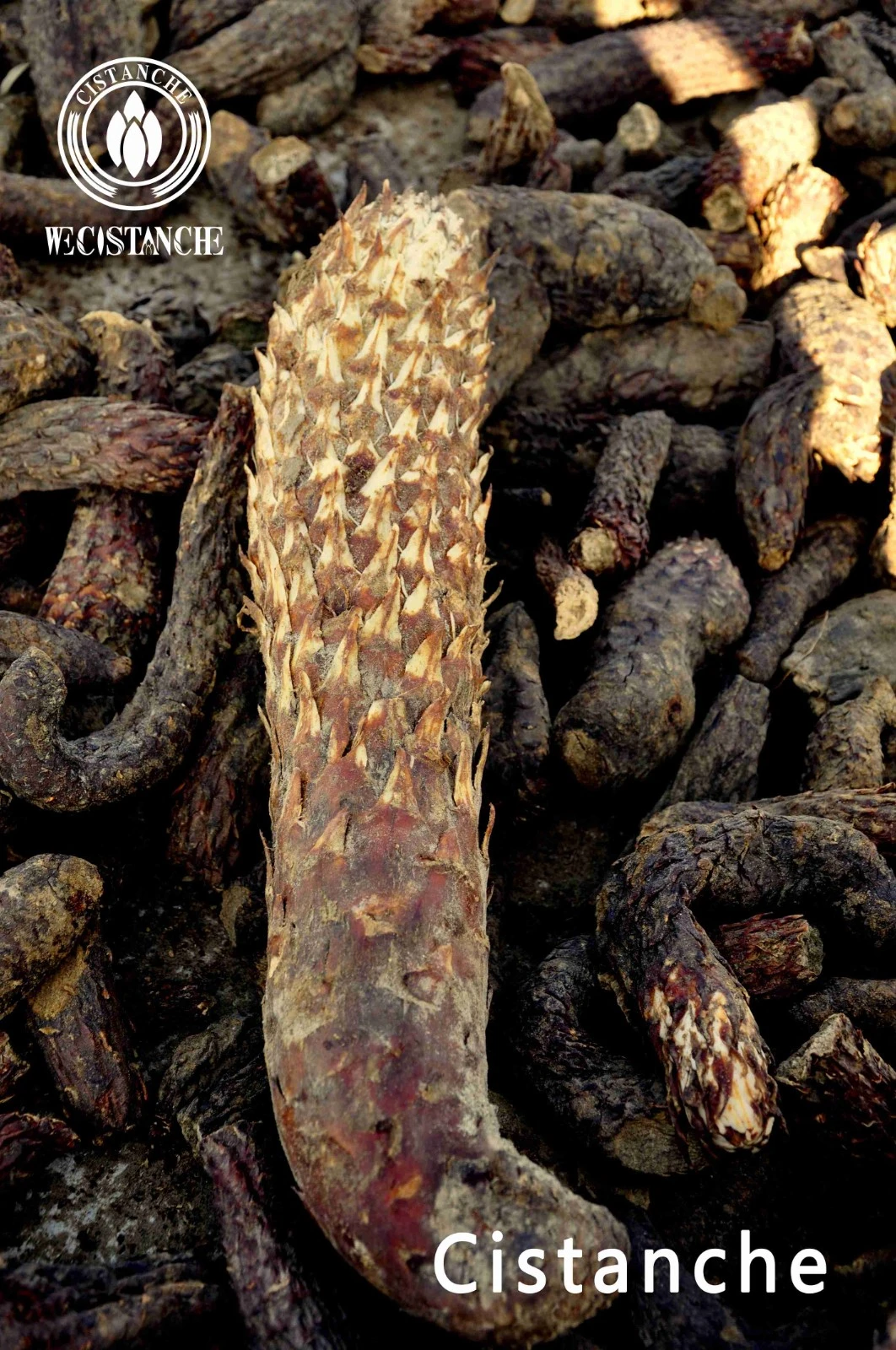 cistanche essential oil