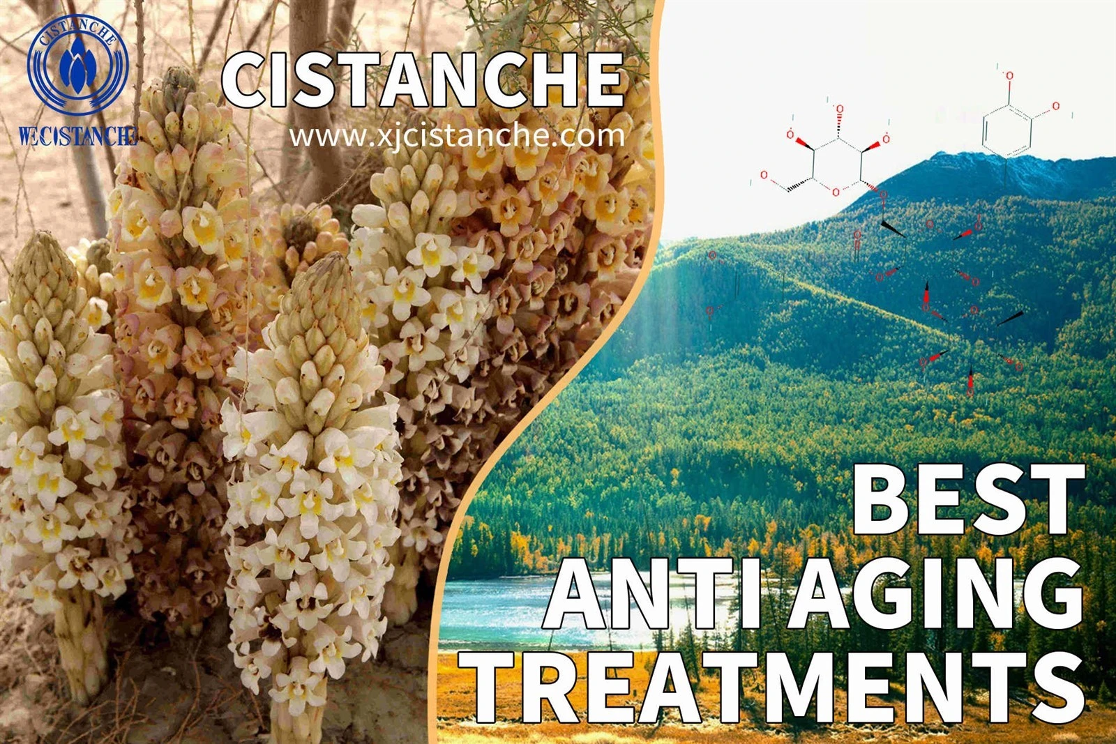 how to take cistanche