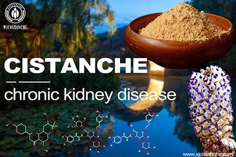 Cistanche-chronickidney disease-3(81)