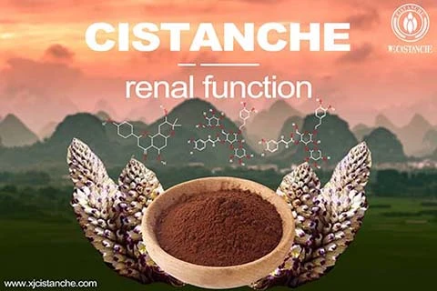 Cistanche-realfunction-1(85)