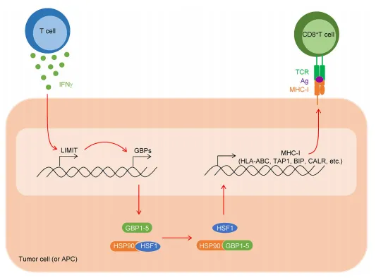 1693882535782 Extended Data Fig. 10: Scheme showing how LIMIT-GBP-HSF1 axis affects MHC-I and tumor immunity