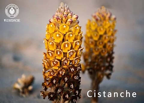 Cistanche tubulosa for diabates kidneys diseases Cistanche tubulosa for diabates kidneys diseases