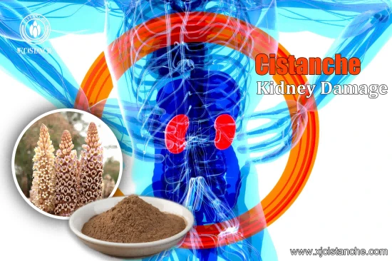 Cistanche tubulosa for diabates kidneys diseases Cistanche tubulosa for diabates kidneys diseases