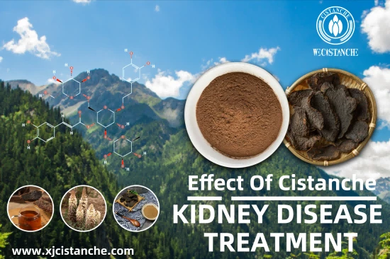 Cistanche tubulosa for diabates kidneys diseases Cistanche tubulosa for diabates kidneys diseases