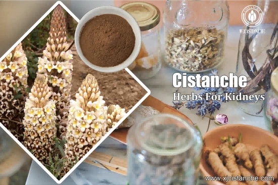 9% acteoside(verbascoside) cistanche for kidney