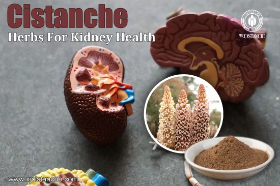 9% acteoside(verbascoside) cistanche for kidney