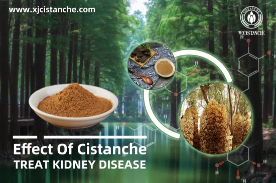 CISTANCHE EXTRACT WITH 25% ECHINACOSIDE AND 9% ACTEOSIDE FOR KIDNEY