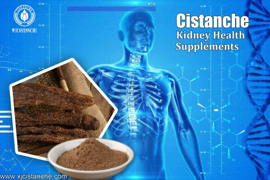 CISTANCHE EXTRACT WITH 25% ECHINACOSIDE AND 9% ACTEOSIDE FOR KIDNEY