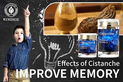 Cistanche supplement Cognitive Function Improvement