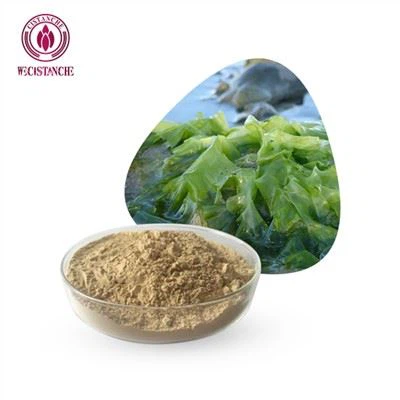 Poudre d'extrait d'algues