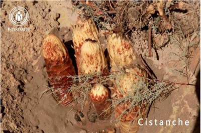 Avantage de Cistanche Effets de Cistanche Effets secondaires de Cistanche Utilisation de Cistanche Dosage de Cistanche